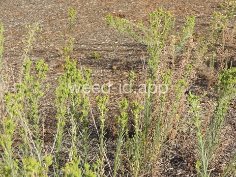 tarweed, cluster